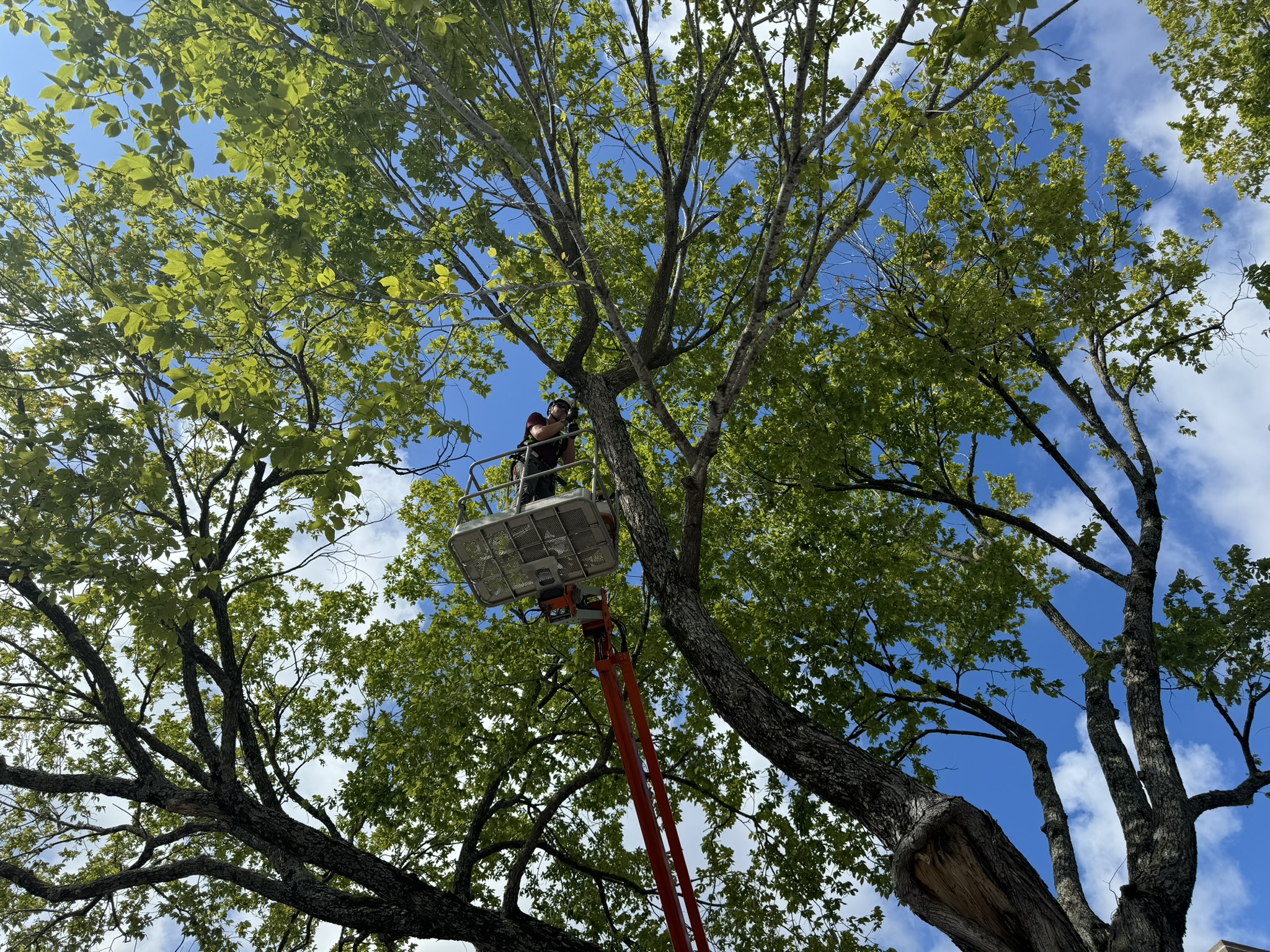 Pruning large dead limbs