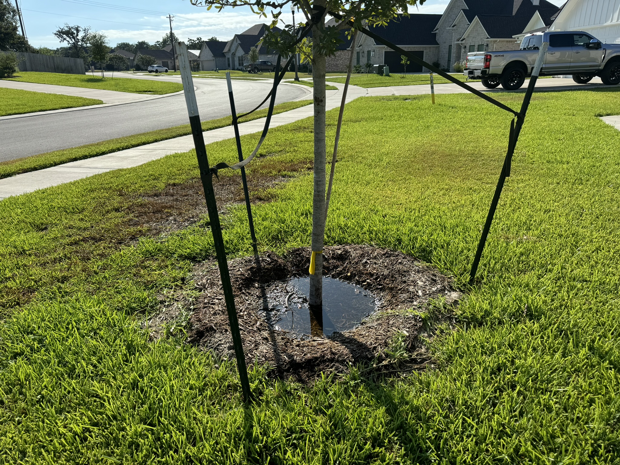 Tree that was planted too deep and over watered