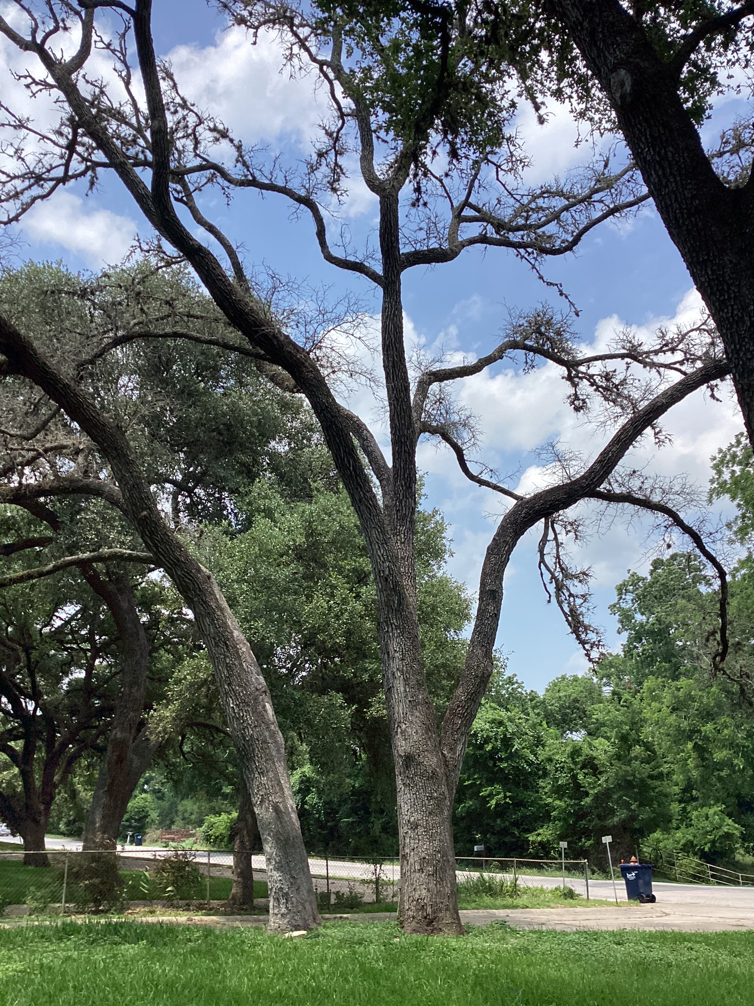 Lack of foliage increases risk of heat stoke