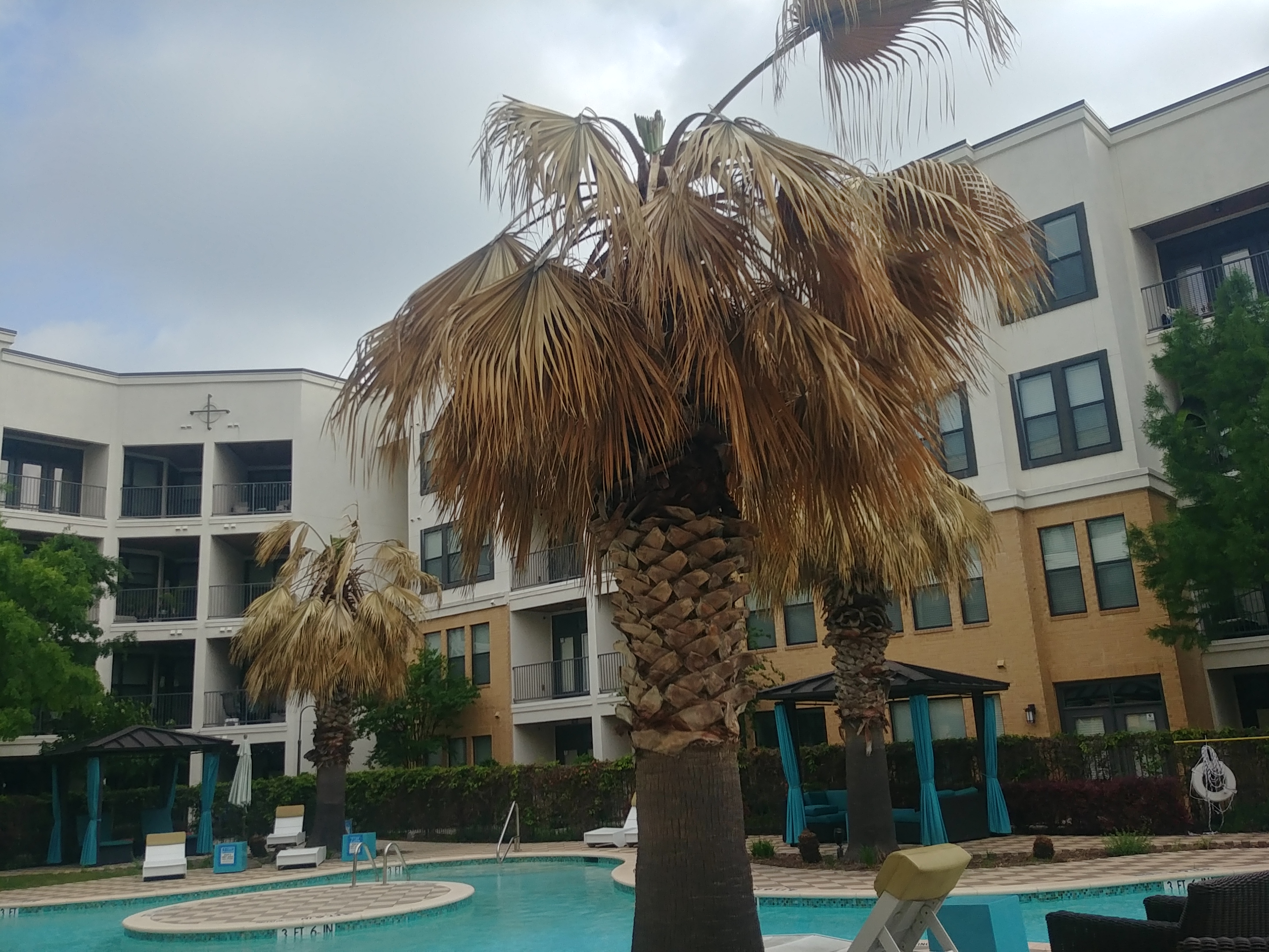 Freeze damage to ornamental tree